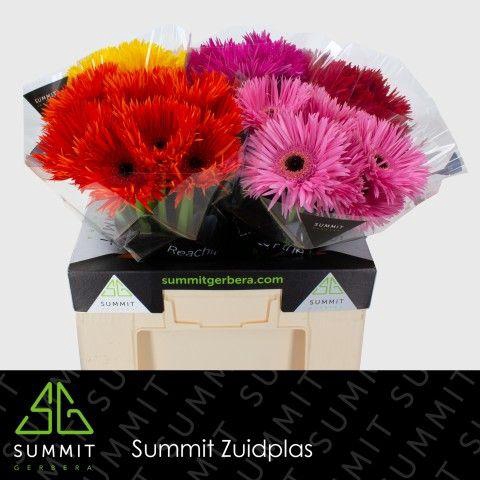 <h4>Gerbera Spider Mix Spider Water</h4>