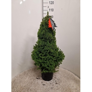 PICEA GL CONICA