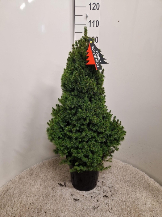 <h4>PICEA GL CONICA</h4>