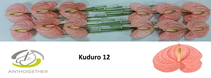 <h4>ANTH A KUDURO 12</h4>