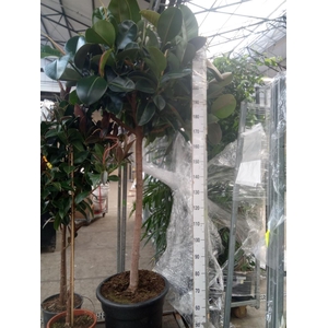 Ficus elastica 'Robusta'