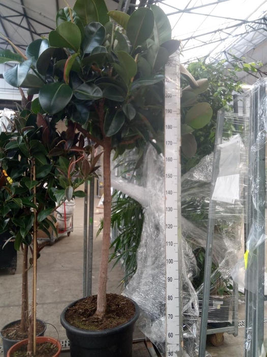 <h4>Ficus elastica 'Robusta'</h4>