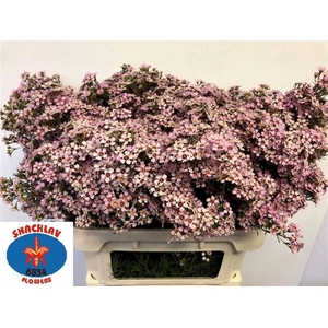 CHAME UN JUPITER SOL