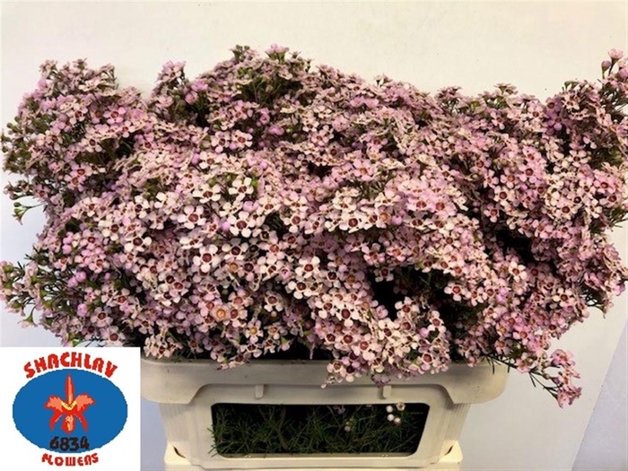 <h4>CHAME UN JUPITER SOL</h4>