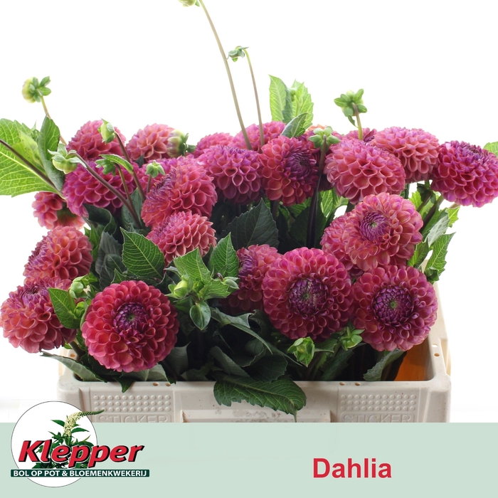 <h4>DAHL OV</h4>