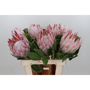 PROTEA CYNAROIDES