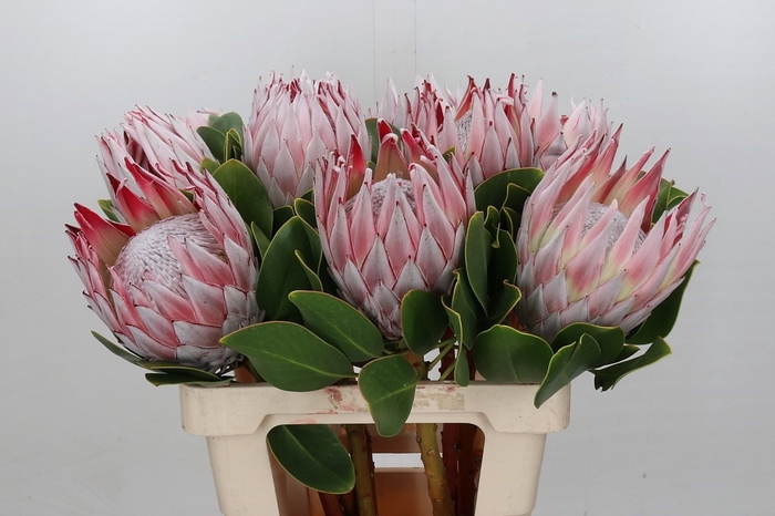 <h4>PROTEA CYNAROIDES</h4>