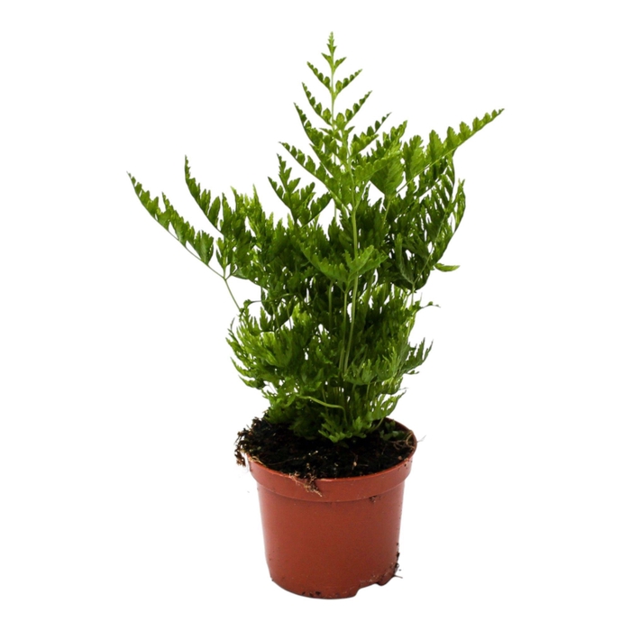 <h4>Pteris Straminea (Naaldvaren)</h4>