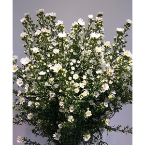 Aster Paquita White