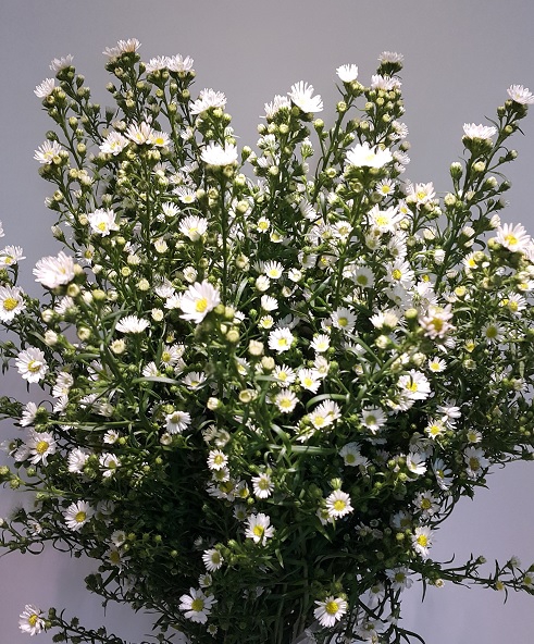 Aster Paquita White