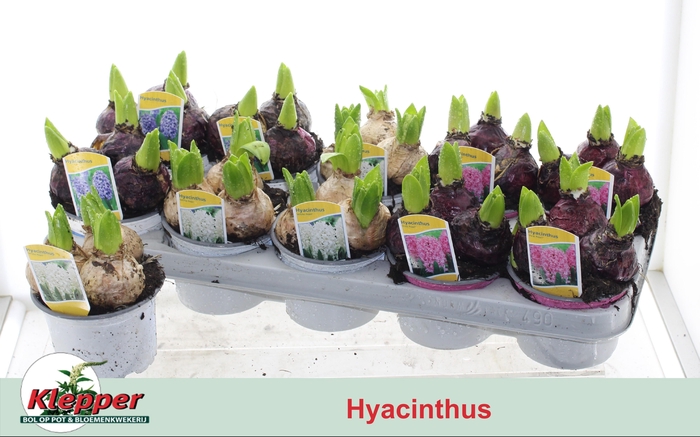 <h4>HYACIN GEM 3 KL</h4>