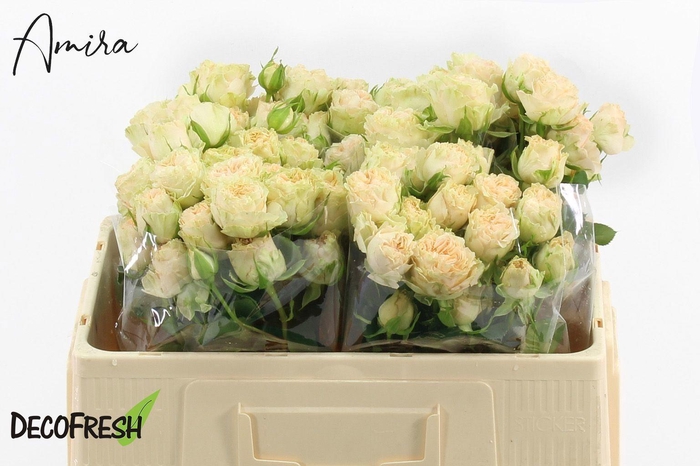 <h4>RS TR SUMMERROSE</h4>