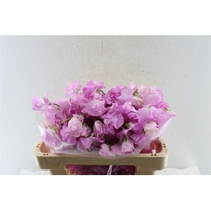 Lathyr Od Super Rose