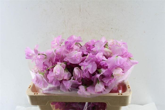 <h4>Lathyr Od Super Rose</h4>