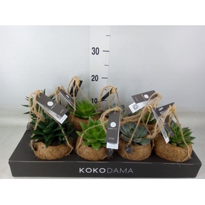 Succulents   ...mix 4