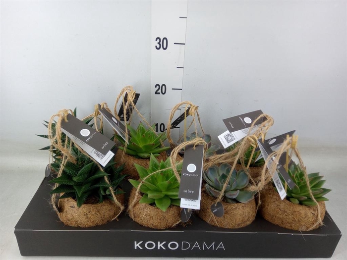 <h4>Succulents   ...mix 4</h4>