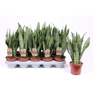 Sansevieria zeylanica
