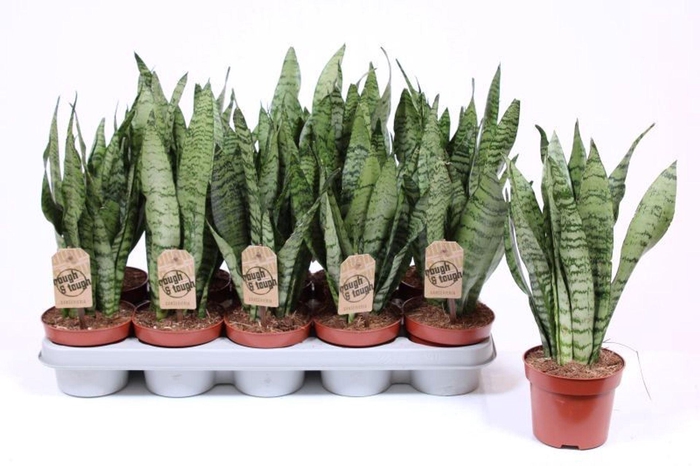 <h4>Sansevieria zeylanica</h4>