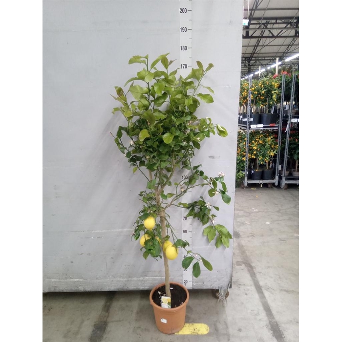 <h4>Citrus   ...</h4>