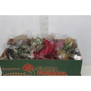 BEGONIA BELEAF P15 PO