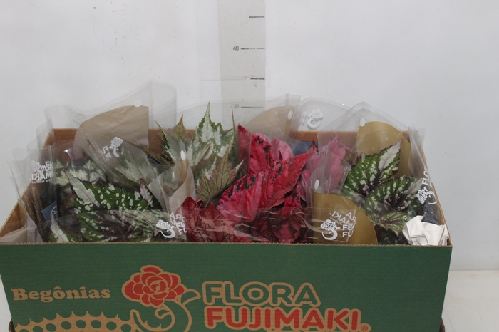 <h4>BEGONIA BELEAF P15 PO</h4>