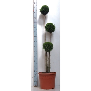 Thuja oc. Smaragd multibol 120-140 cm, 17 liter deco