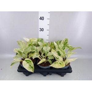 Epipremnum ...