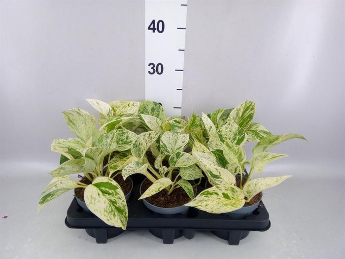 <h4>Epipremnum ...</h4>