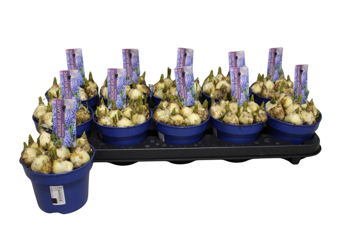 <h4>MUSCAR ATLANTIC</h4>