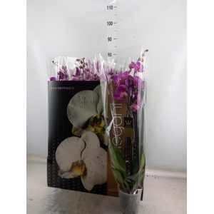 Phalaenopsis   ...rose