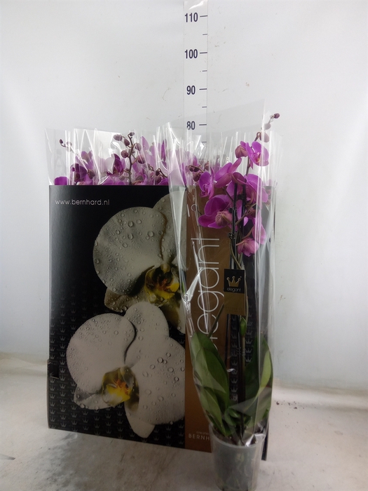 <h4>Phalaenopsis   ...rose</h4>