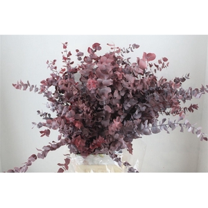 Pres Euca Stuartiana Red P Bunch