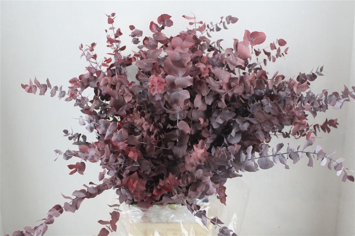 <h4>Pres Euca Stuartiana Red P Bunch</h4>