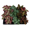 FITTONIA VERSCHAFFELTII P6 MIX