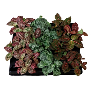 FITTONIA VERSCHAFFELTII P6 MIX