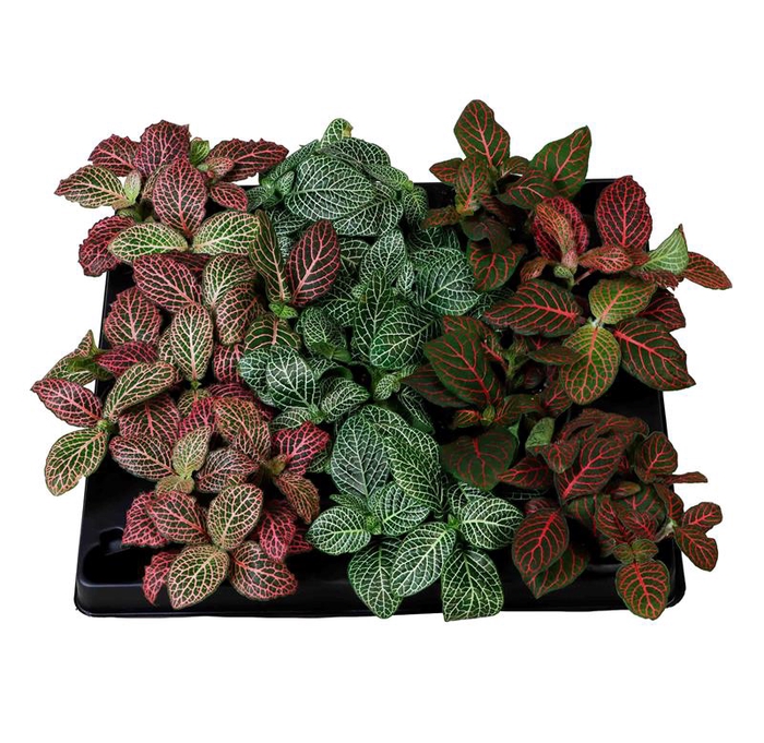 <h4>FITTONIA VERSCHAFFELTII P6 MIX</h4>