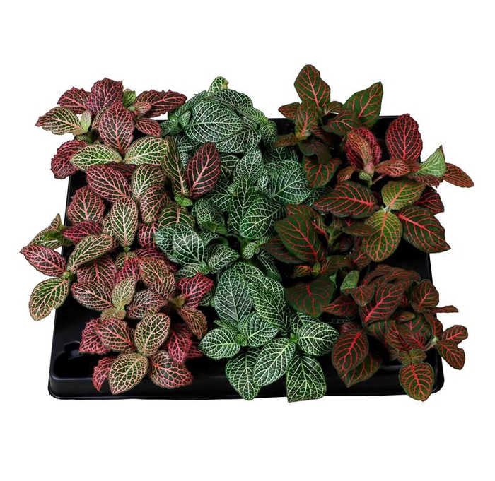 FITTONIA VERSCHAFFELTII P6 MIX