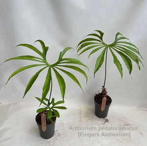 Overig planten