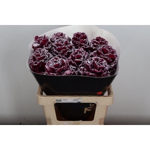 Brassica (fr) Wx Cerise Snowy