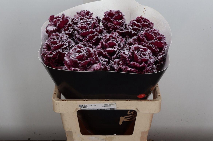 <h4>Brassica (fr) Wx Cerise Snowy</h4>