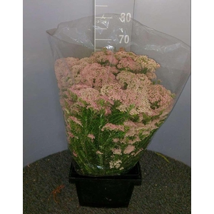 Ozothamnus Pink