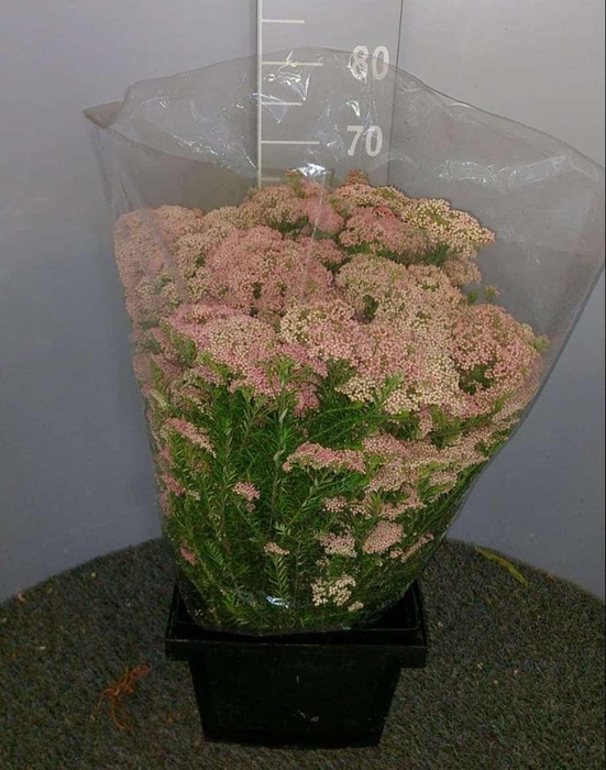 <h4>Ozothamnus Pink</h4>