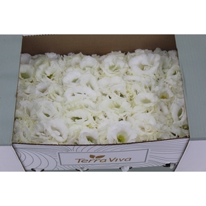 LISIANTHUS FLOR BRANCO