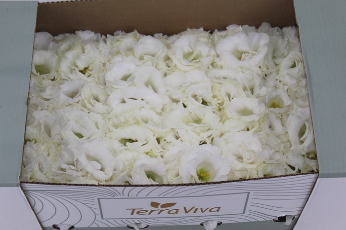 <h4>LISIANTHUS FLOR BRANCO</h4>