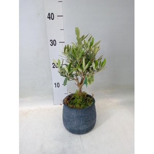 Arr.   Tuinplanten L%