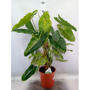 Philodendron   ...