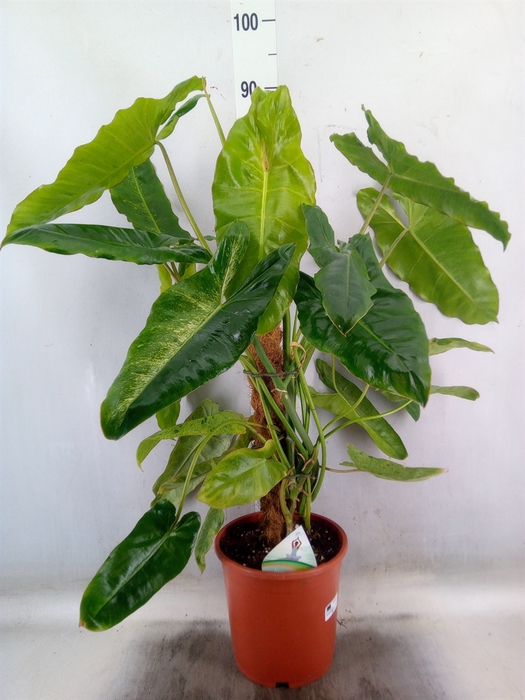 <h4>Philodendron   ...</h4>