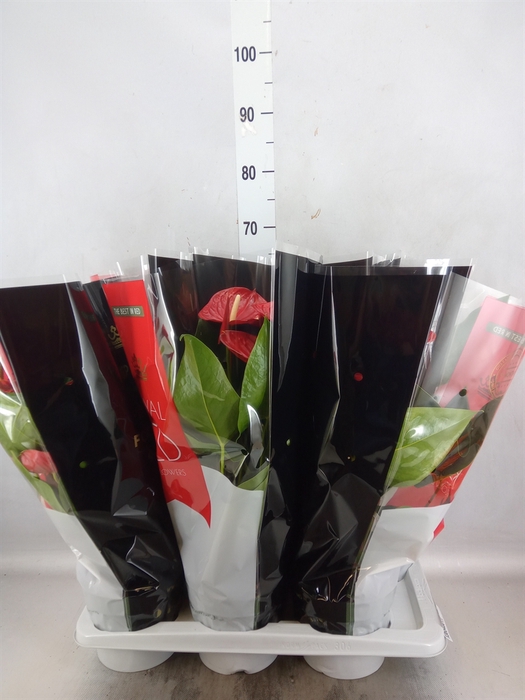 <h4>Anthurium andr. 'Madural'</h4>