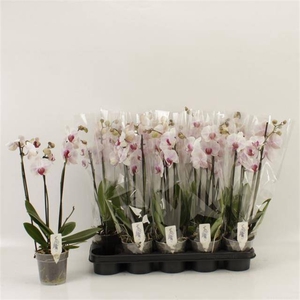 PHAL AN DENVER