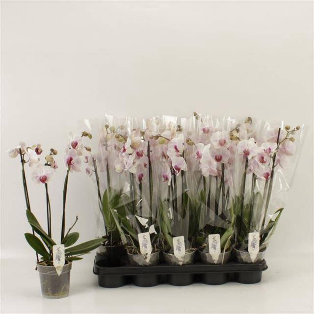 <h4>PHAL AN DENVER</h4>